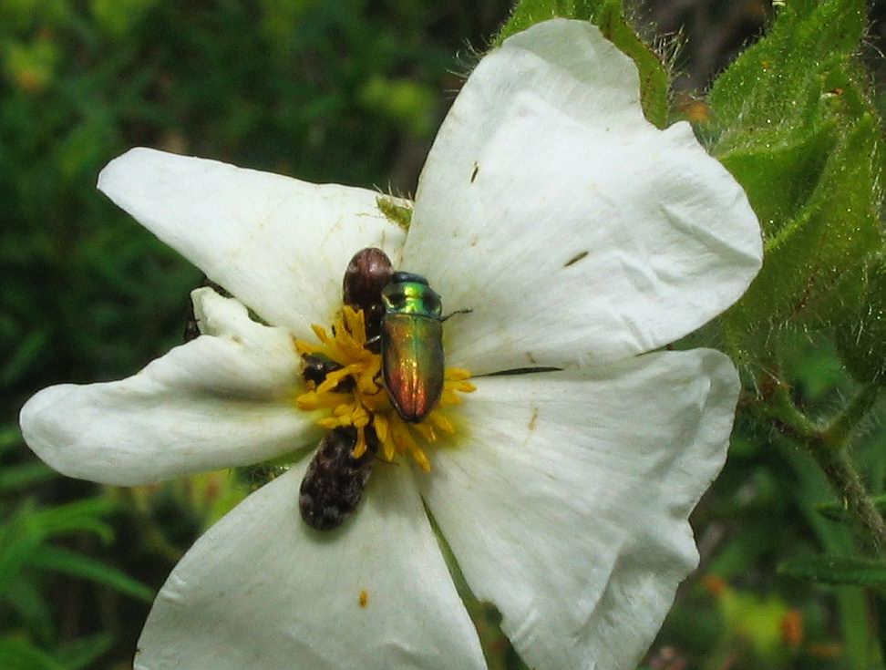 Carrellata di Anthaxia, Agrilus e Acmaeoderella